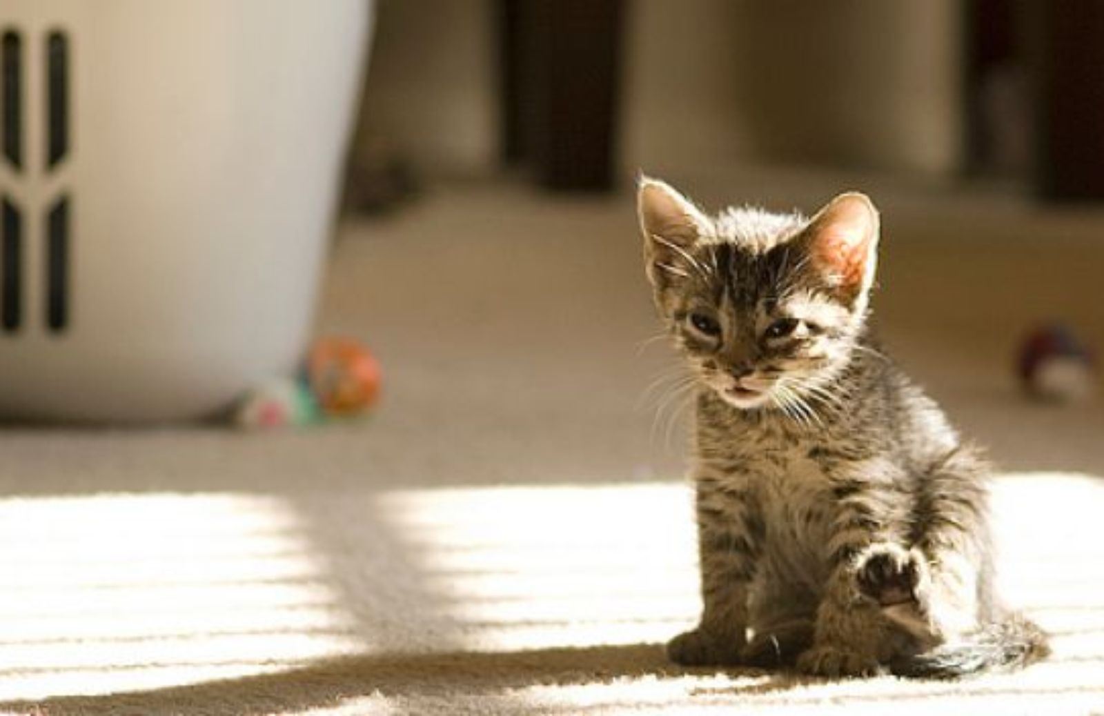 Come insegnare al gatto a usare la lettiera