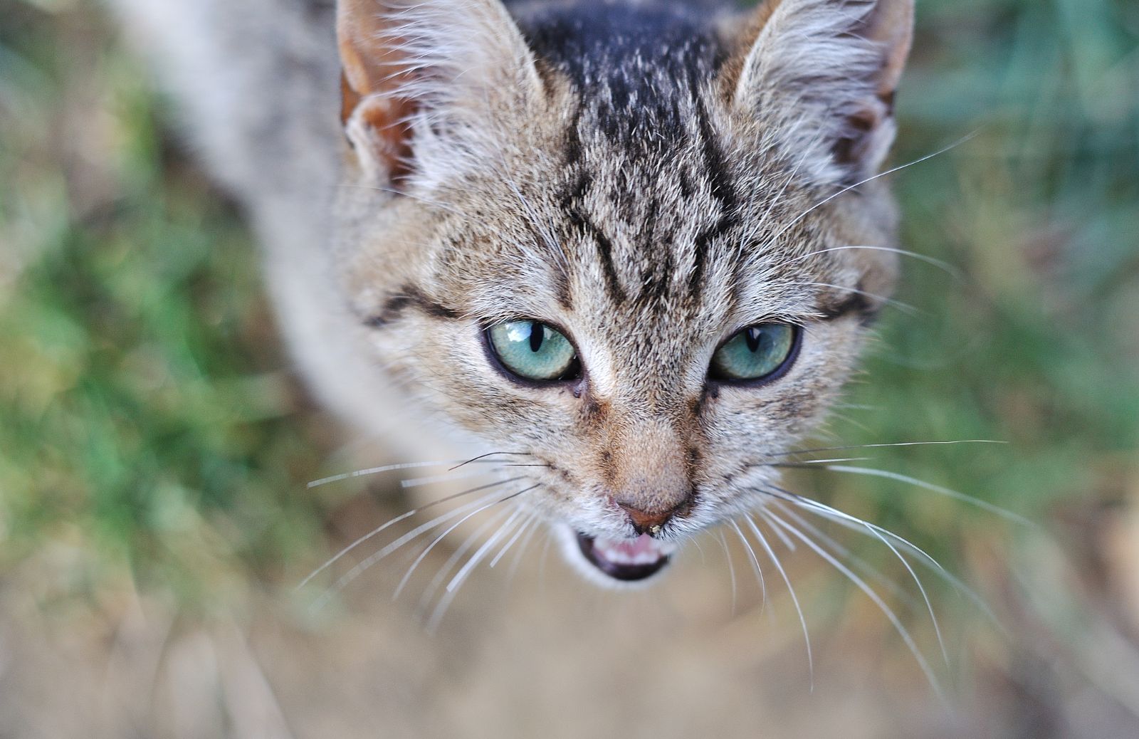 Come interpretare il verso del gatto