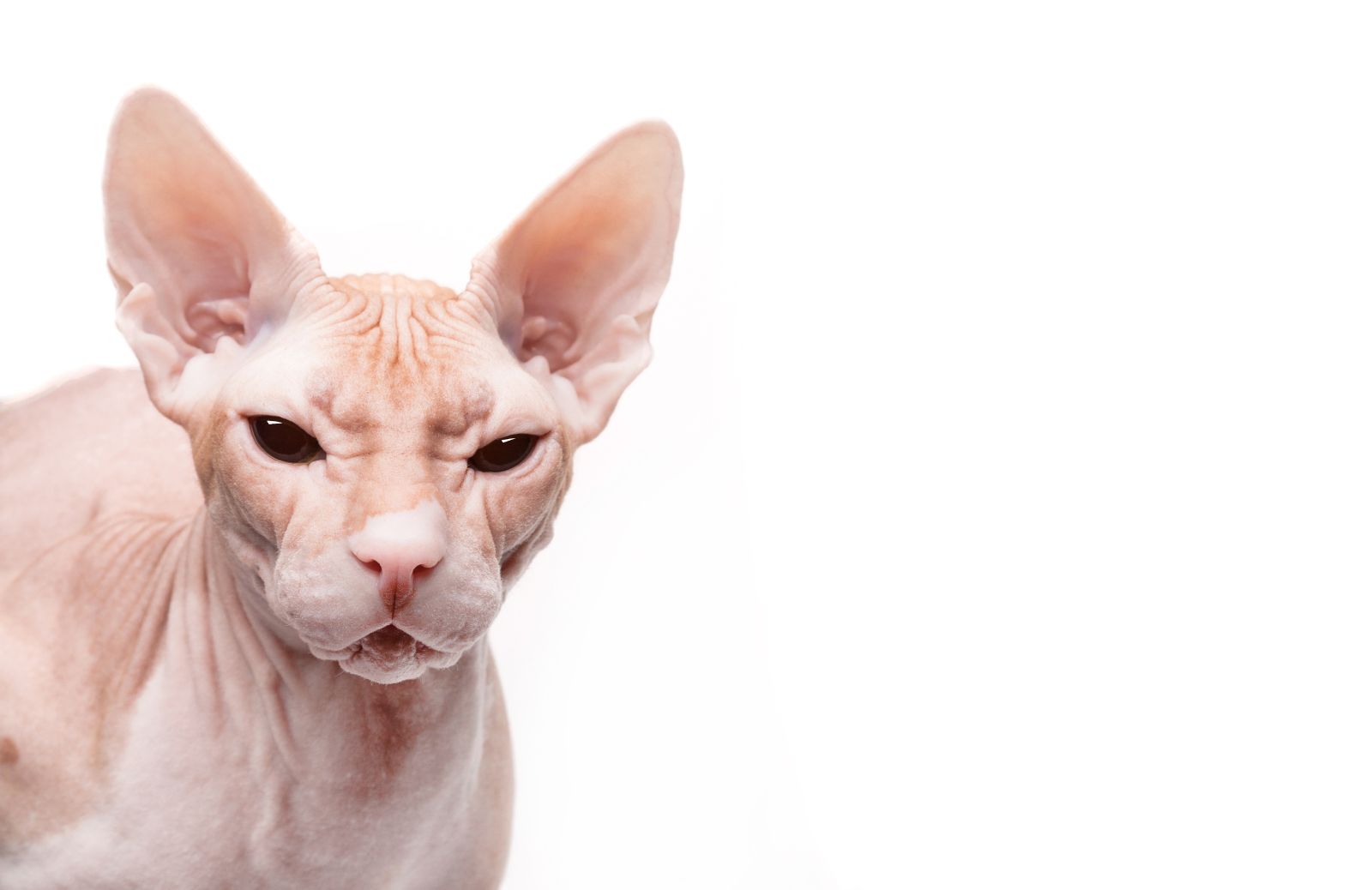 Come lavare un gatto sphynx