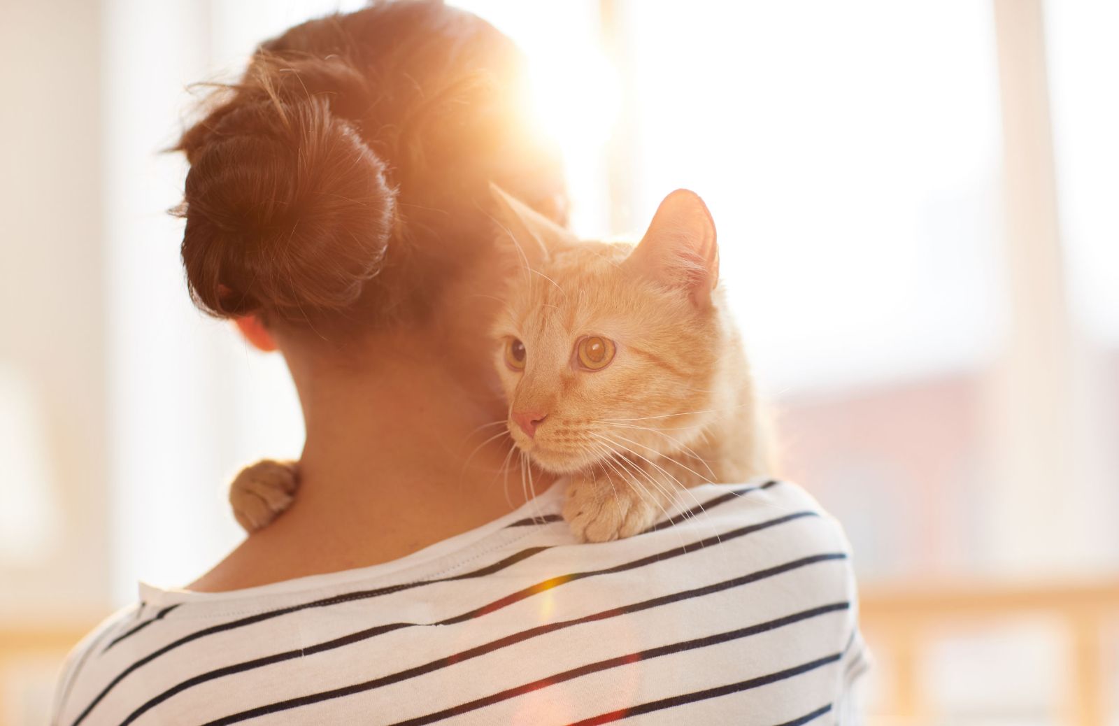 Come prendere in braccio un gatto adulto