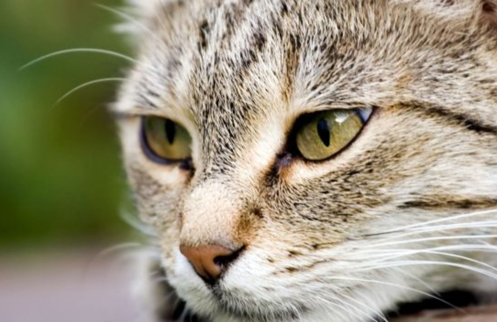 Come pulire gli occhi del gatto