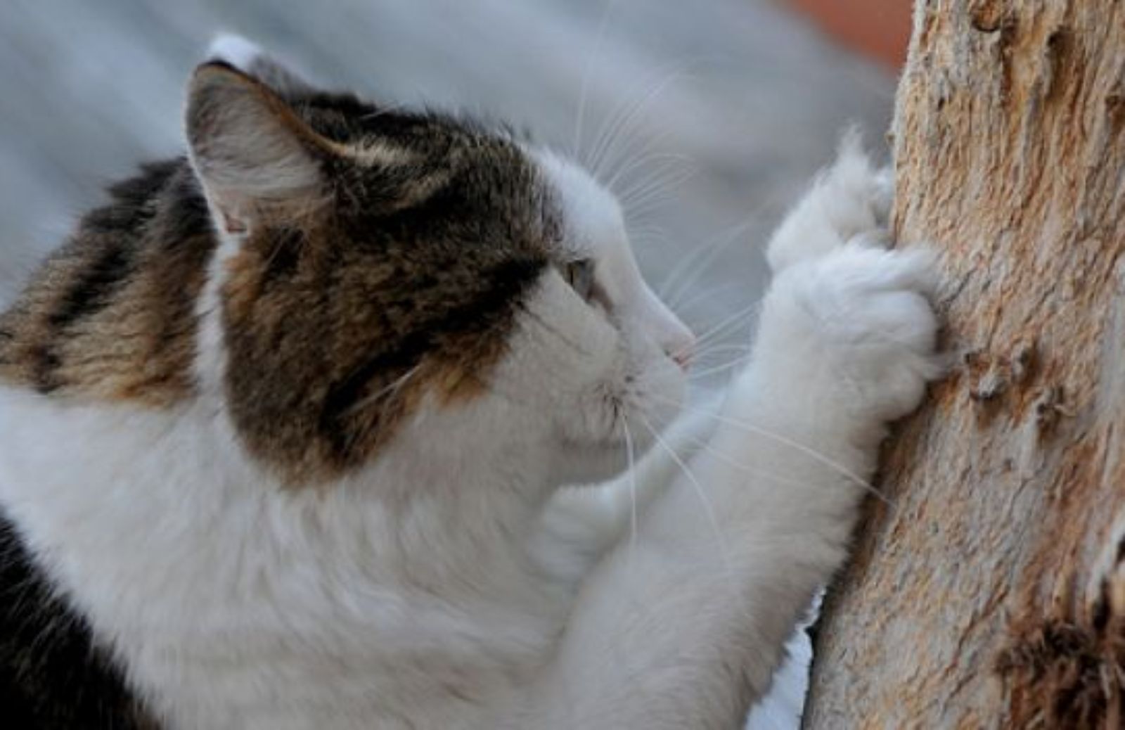 Come scegliere e collocare il tiragraffi per gatti