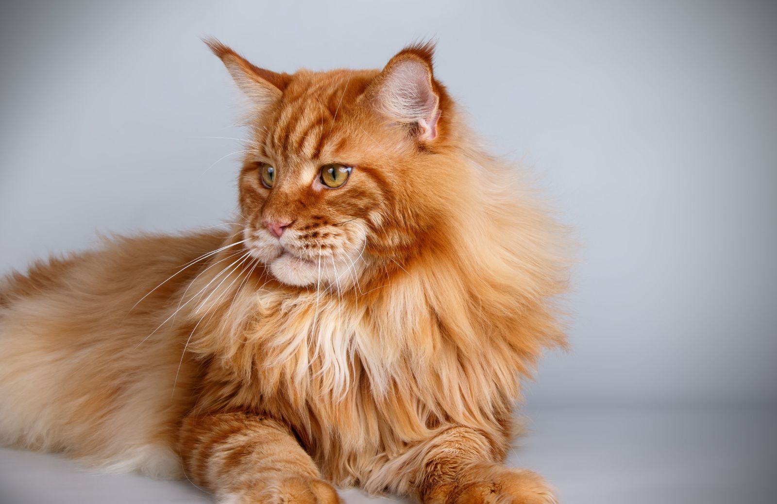 Come scegliere il gatto di razza: il Maine Coon