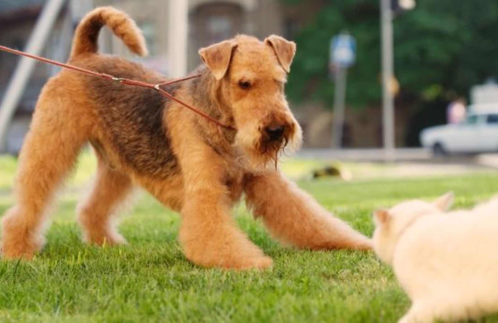 Come soccorrere un gatto aggredito da un cane