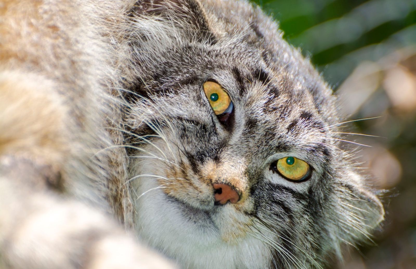 Gatto di Pallas: tutto sul felino più antico della terra