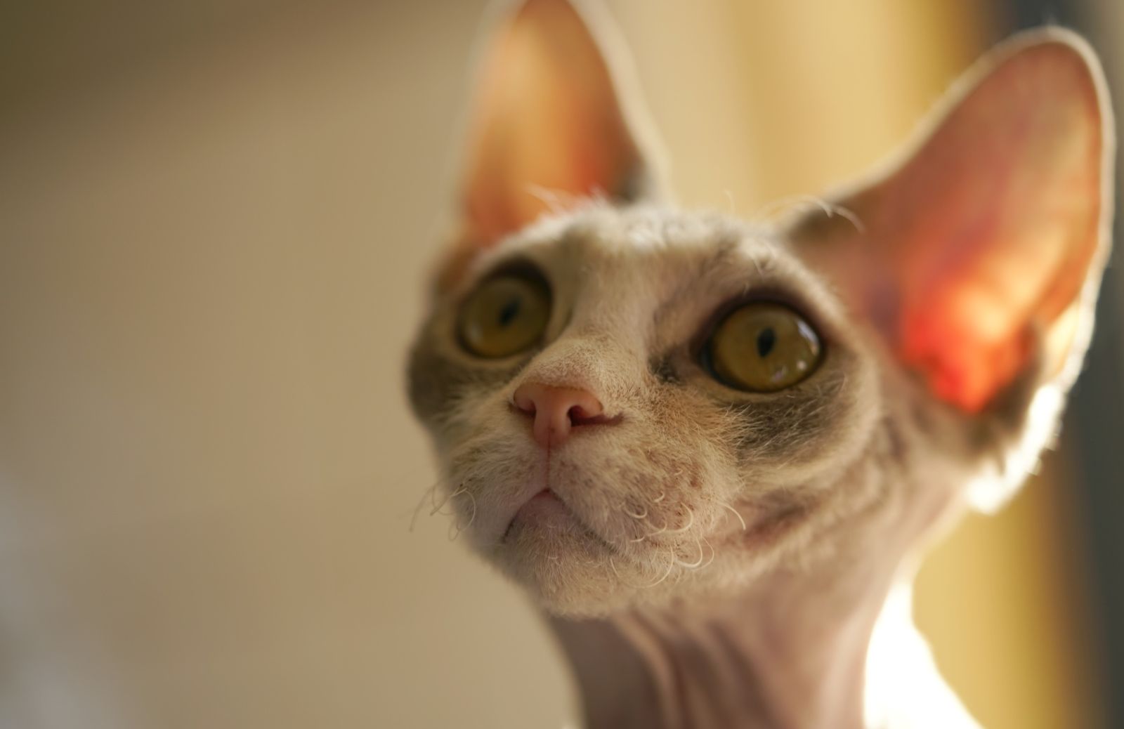 Gatto sphynx: le principali malattie