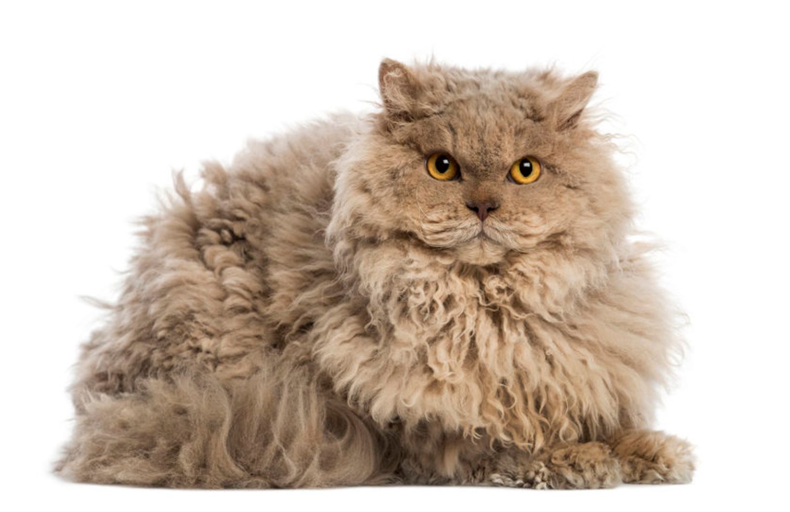 Il Selkirk Rex, tutto sul gatto dal pelo arruffato