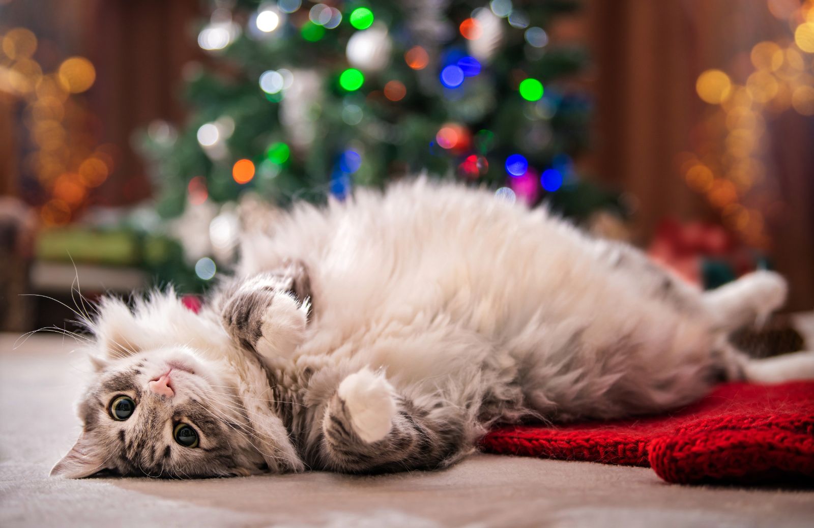 Come capire se il tuo gatto è felice