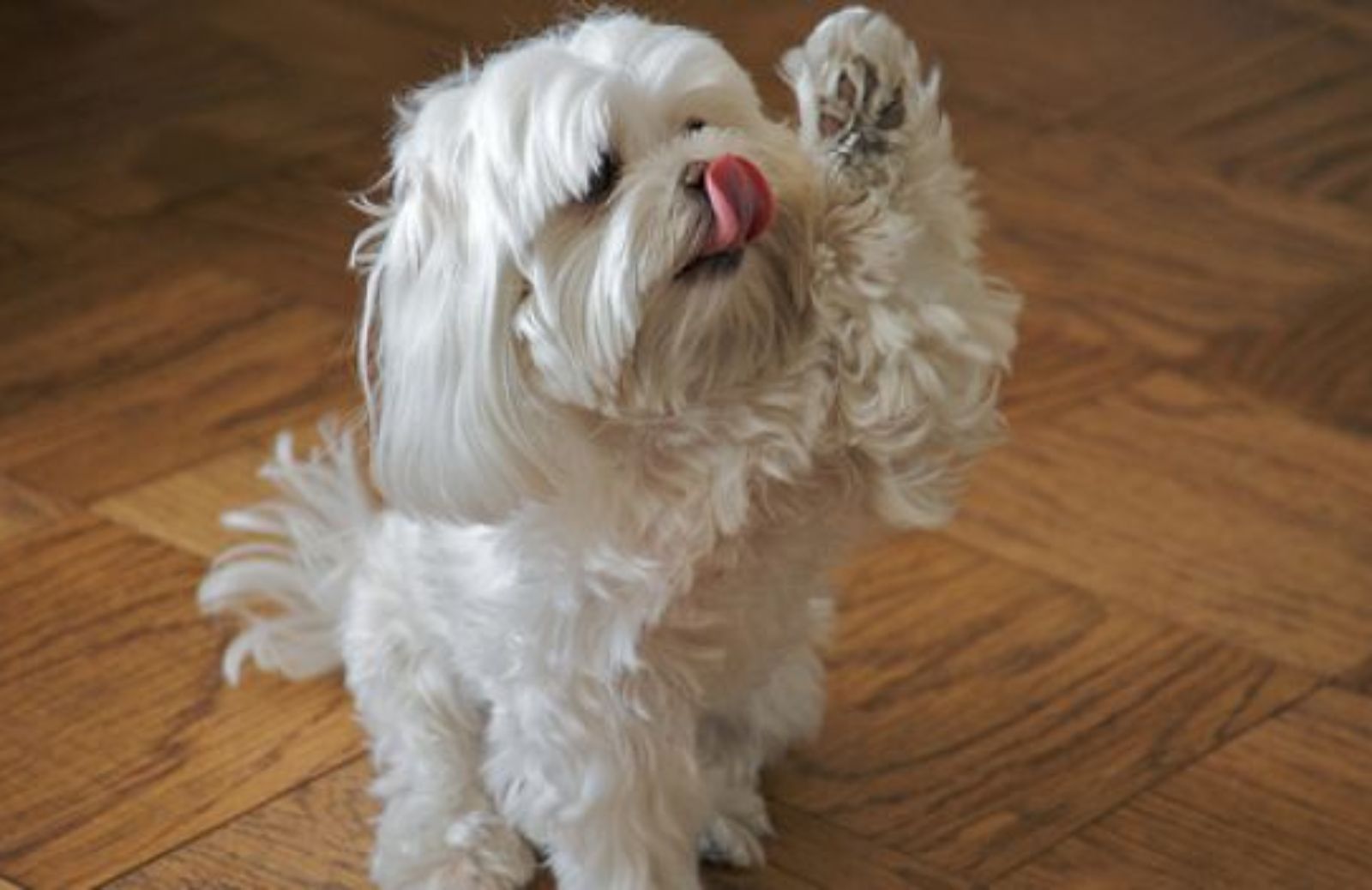 Come insegnare al cane a dare la zampa