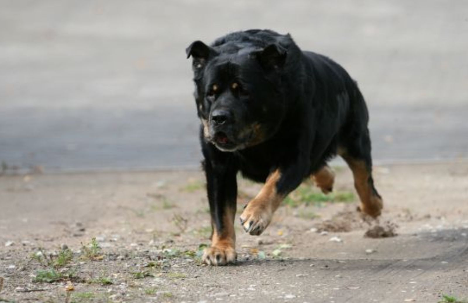 Come insegnare al cane a non saltare addosso alle persone