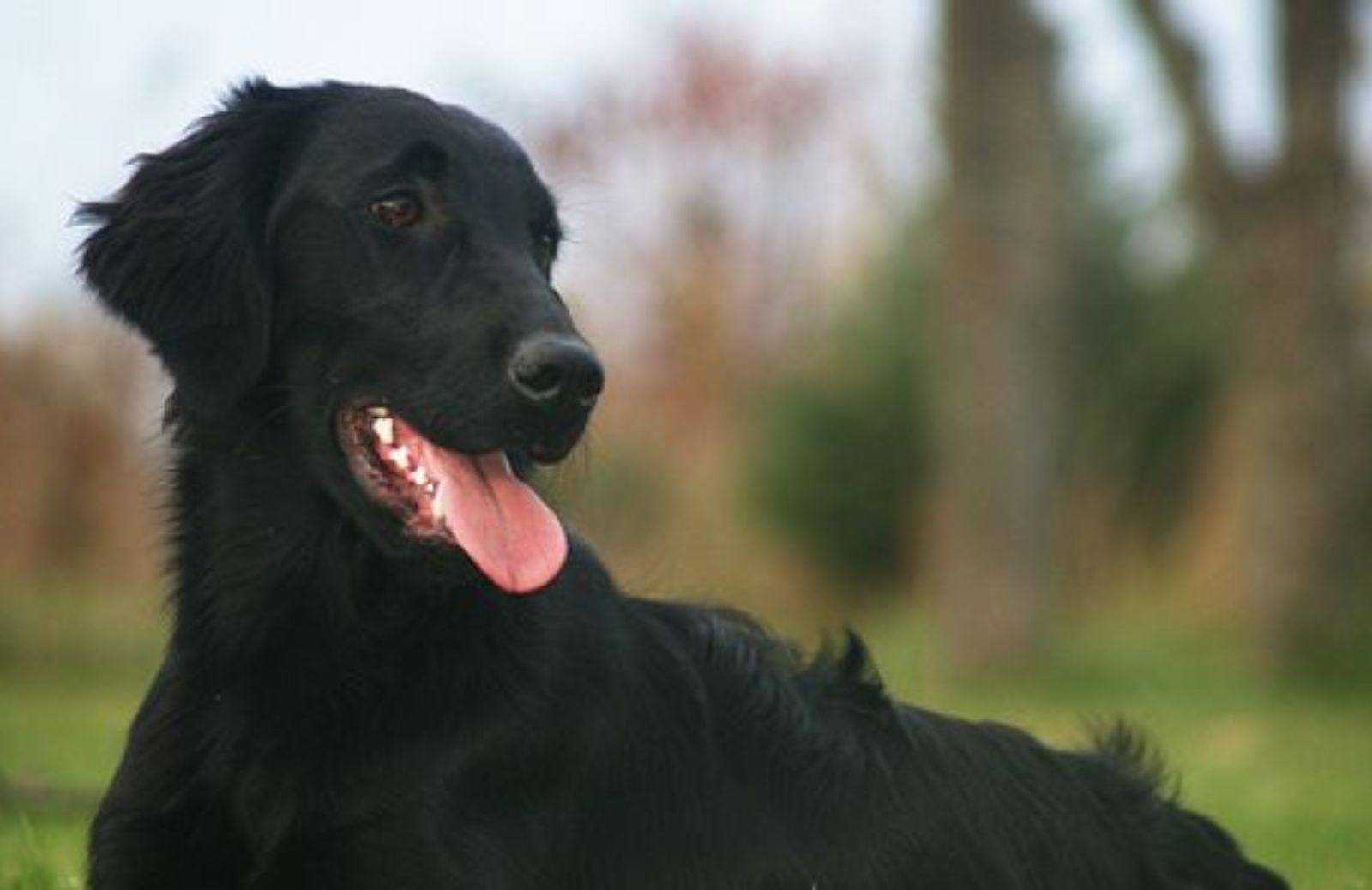 Come insegnare il comando “resta” al cane 