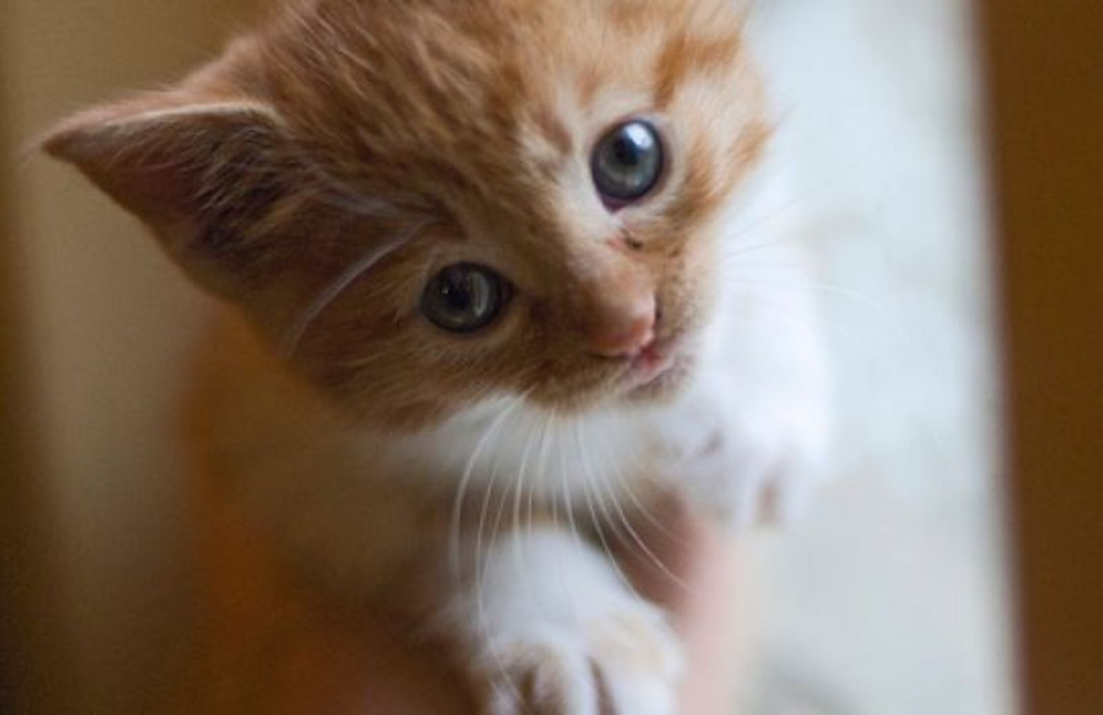 Come abituare un gattino a farsi fare il bagno