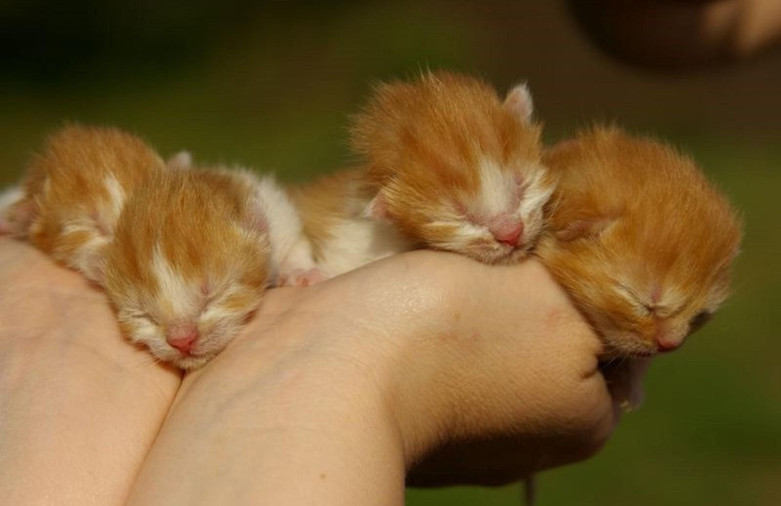 Come comportarsi se si trova una cucciolata di gattini