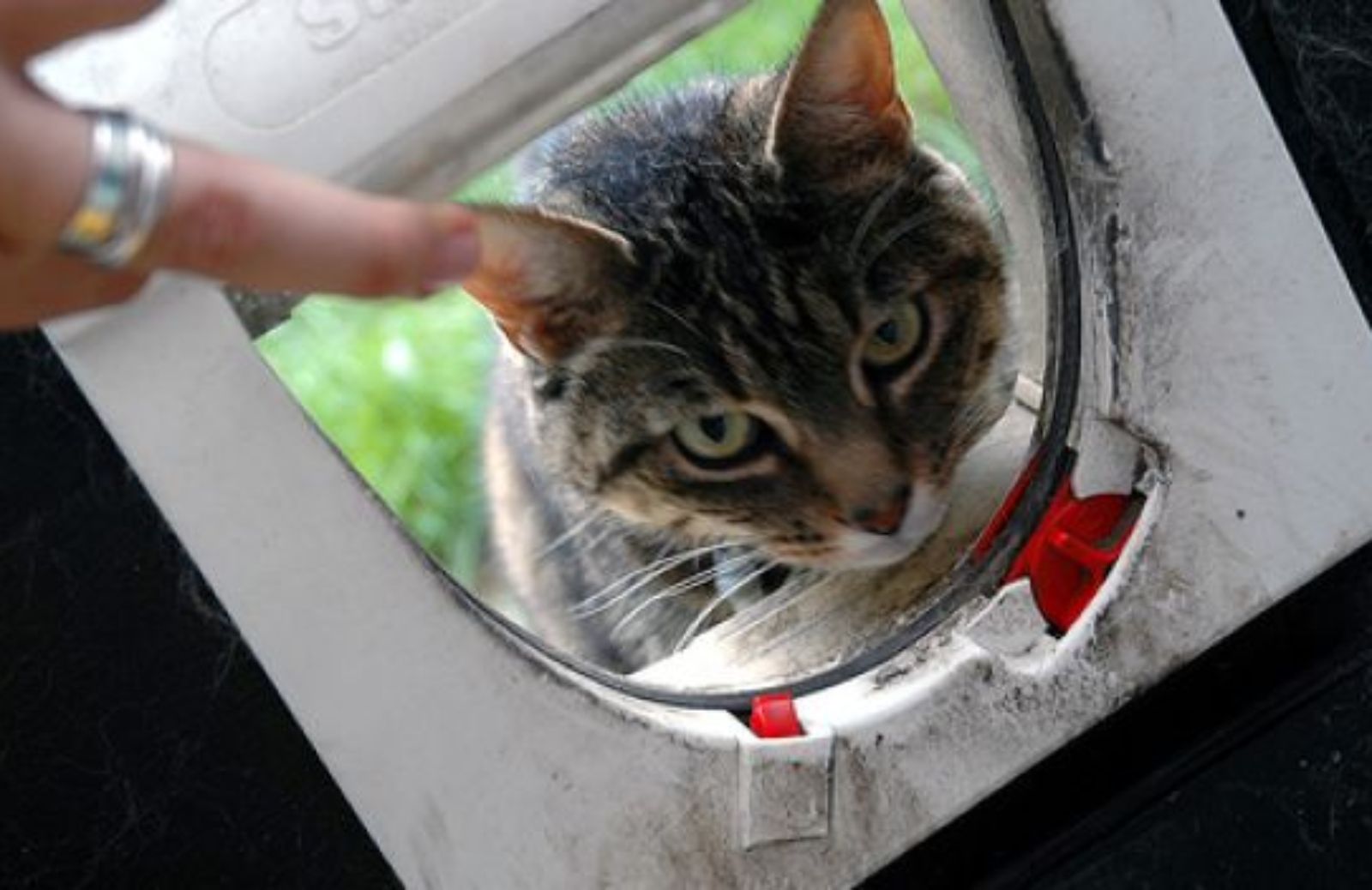 Come insegnare al gattino a usare la gattaiola