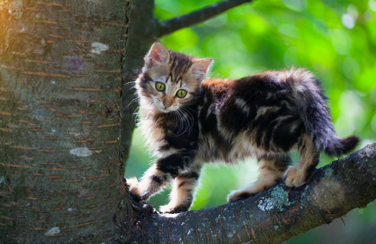 Come prendere in braccio un gattino