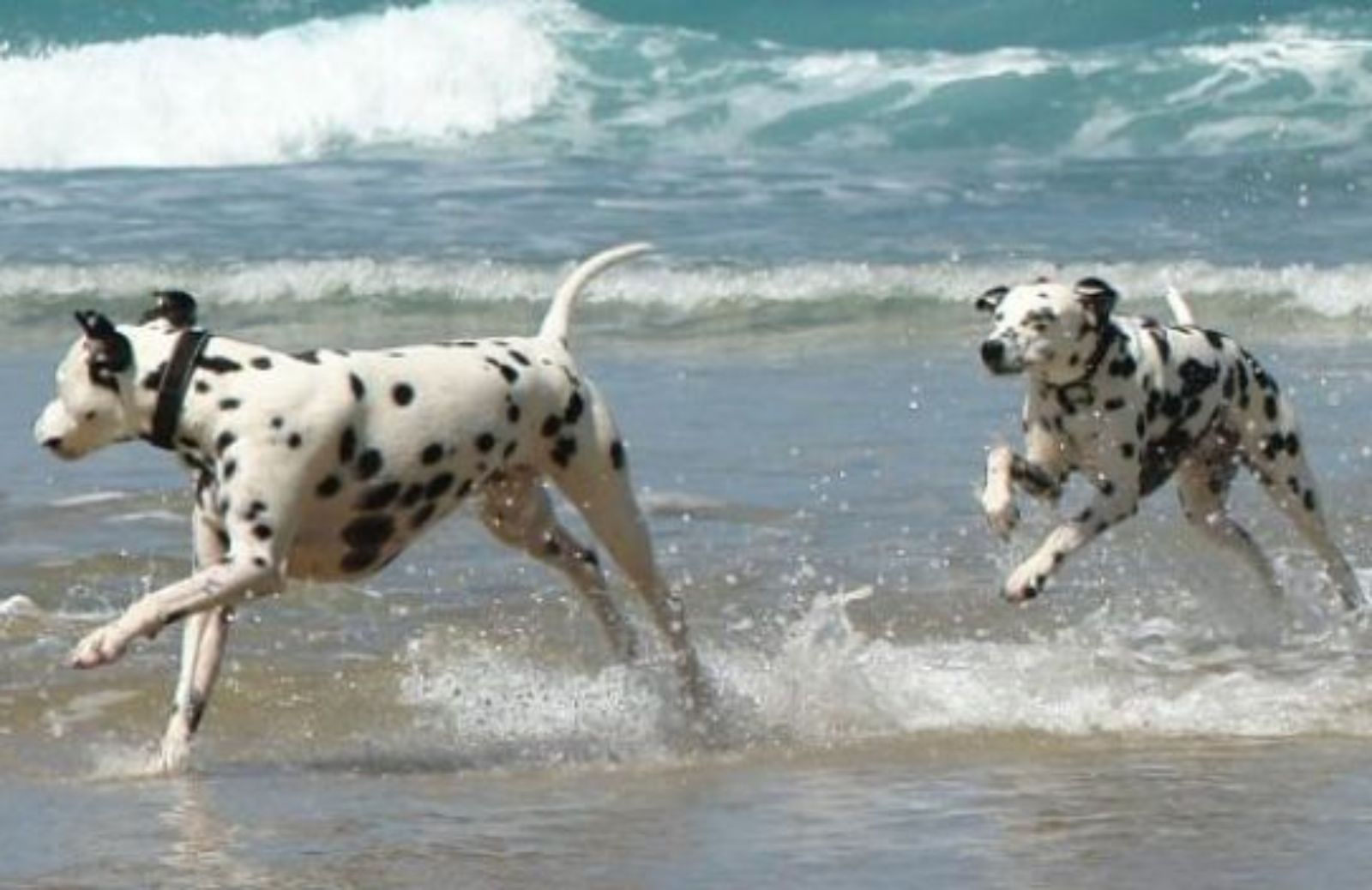 Come organizzare la giornata in spiaggia col cane