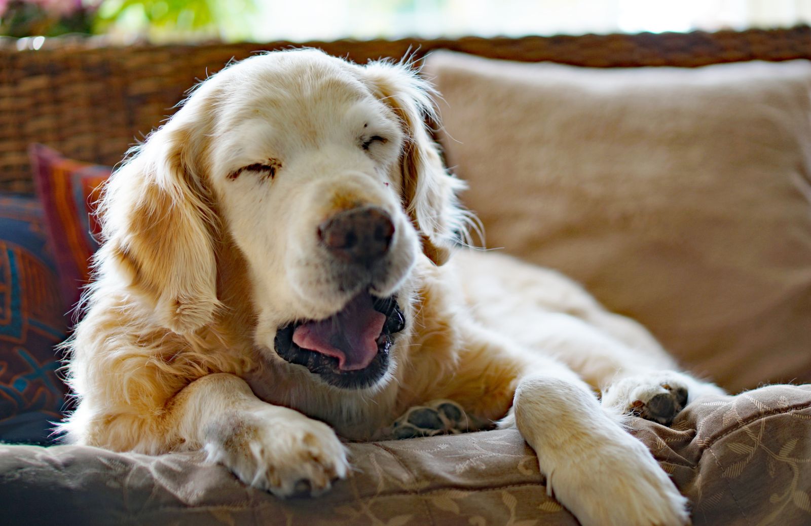 5 motivi per cui il tuo cane ha l'alito cattivo