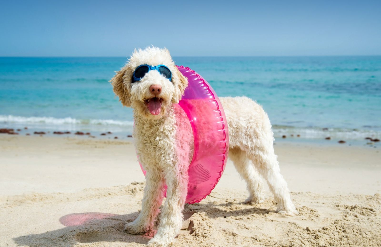 Al mare con il cane: come lavare il pelo senza rovinarlo