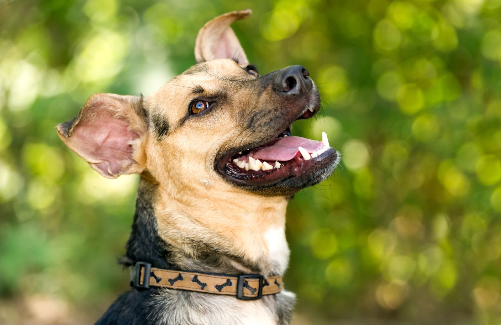 Alimentazione del cane e denti sani: il benessere vien mangiando