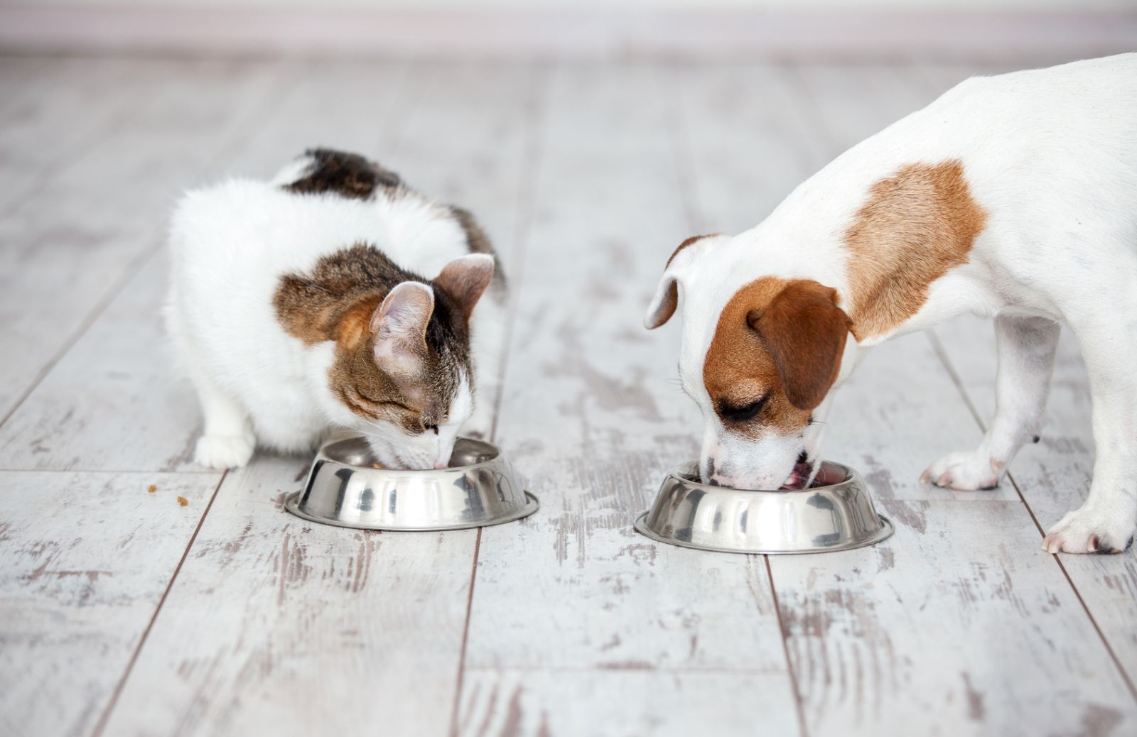 Alimentazione naturale e pet: l’importanza della qualità