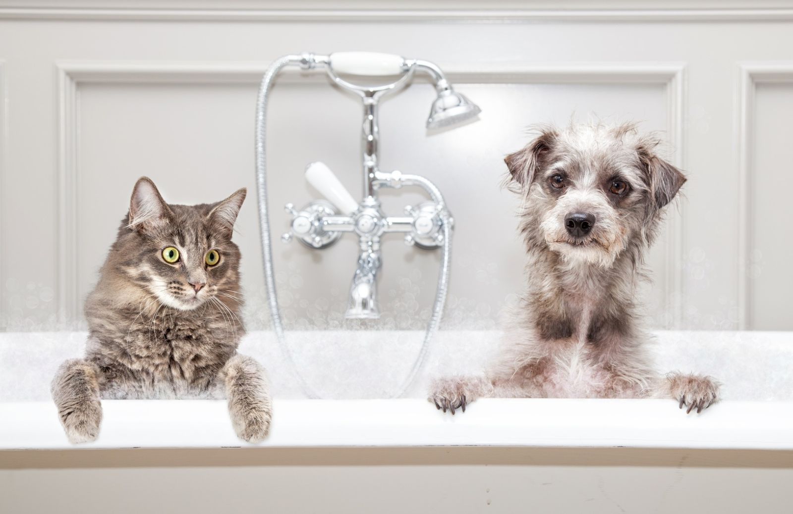 Bagno o doccia: come ti lavo Fido e Micio