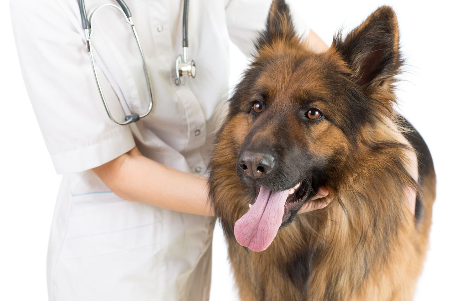 Cane: 5 modi per farlo stare in salute