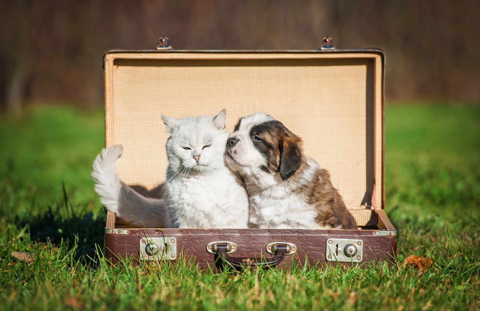 Come viaggiare a Natale con cane e gatto