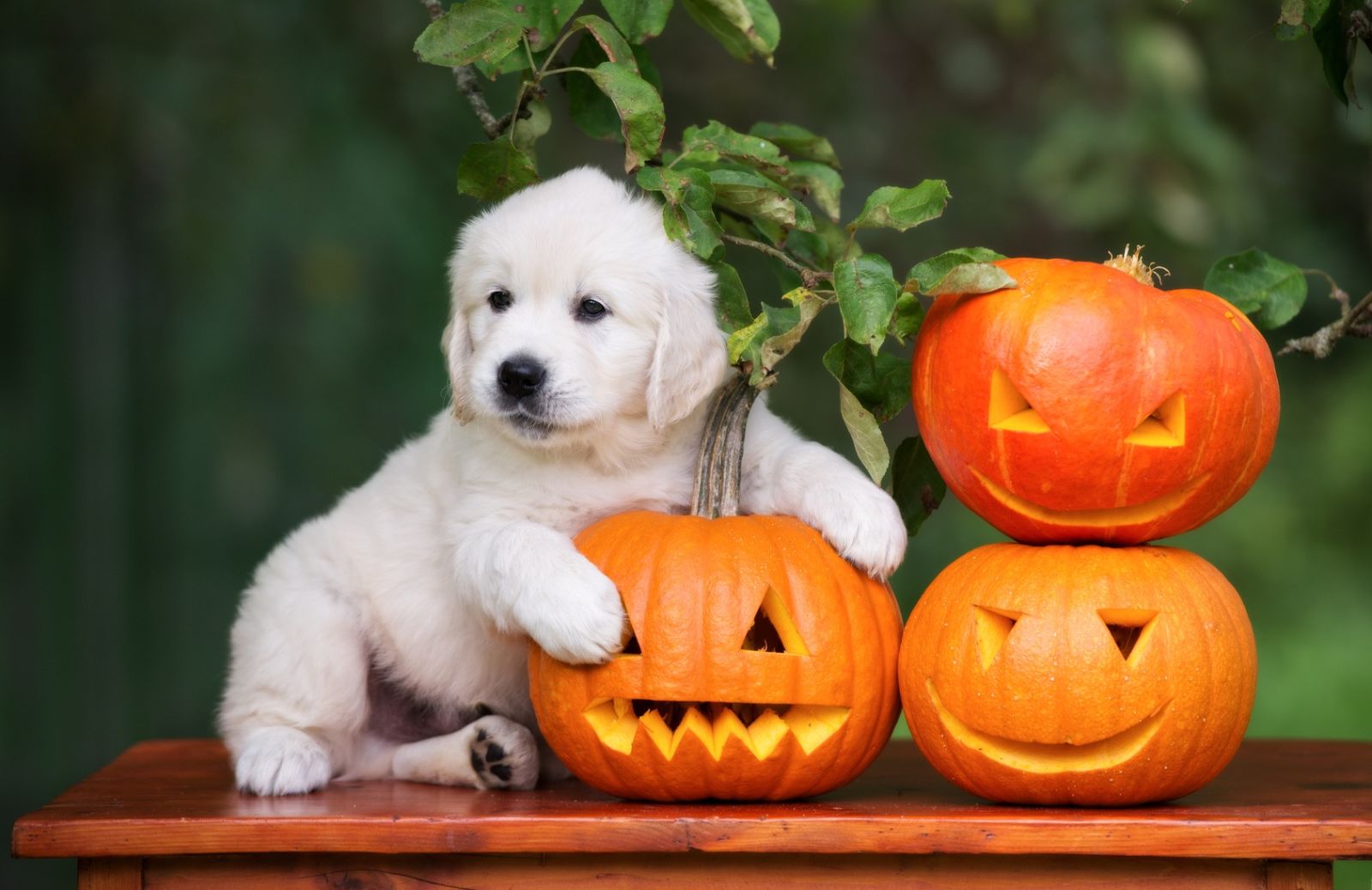 Festa di Halloween: le regole da seguire per proteggere Fido 