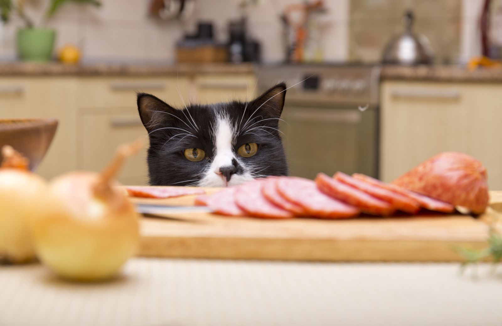 Il tuo gatto è goloso? Come insegnargli a non saltare sul tavolo 