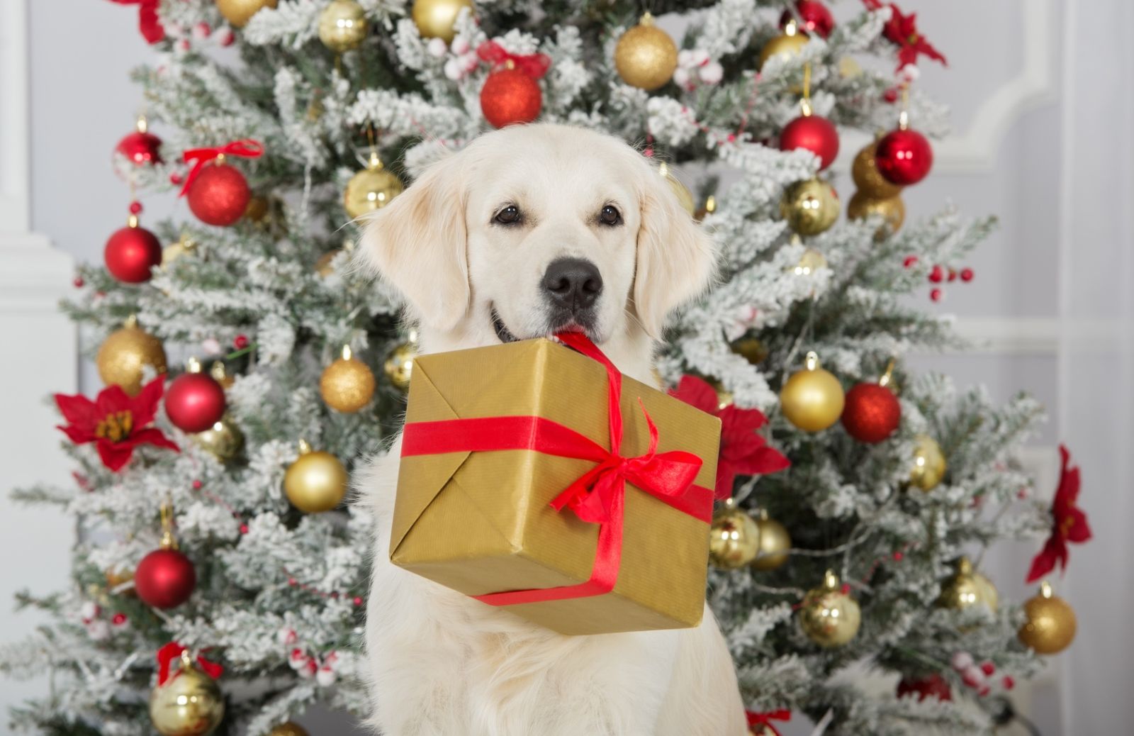 Natale a quattro zampe: 5 regali per Fido