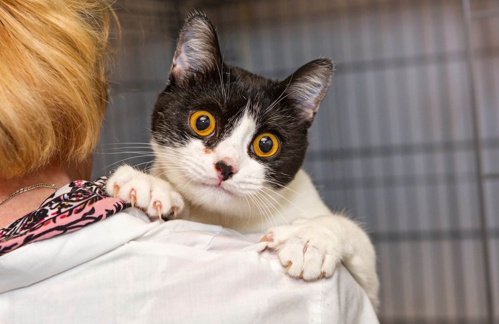 Paura del veterinario? Ecco come gestire ansia e stress di cani e gatti