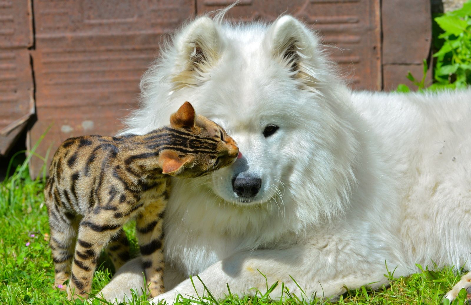 SOS Filariosi: come proteggere cani e gatti dalle zanzare