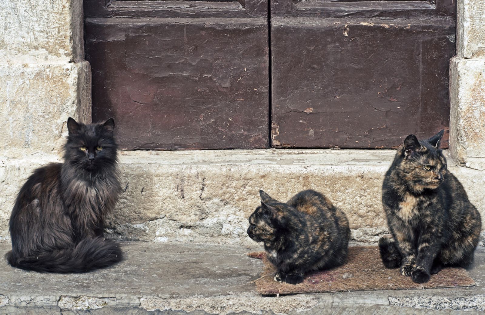 Abbandoni estivi, ora si dimenticano di più i gatti