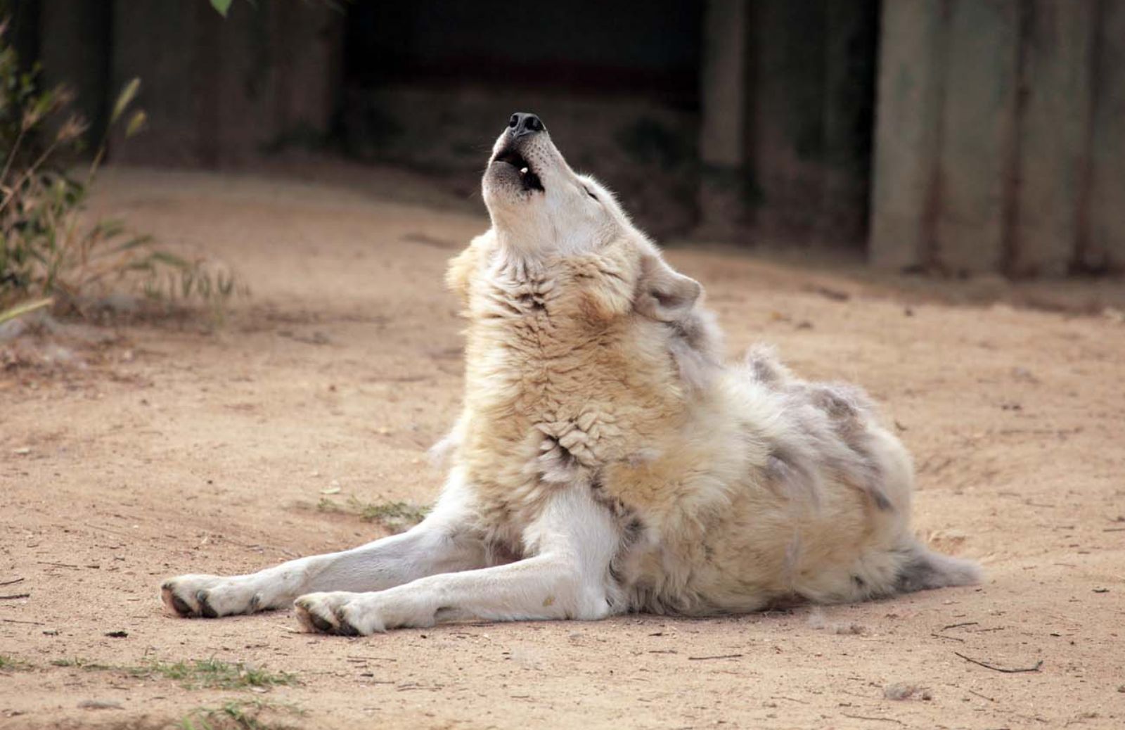 Aumentate le liti condominiali per gli animali