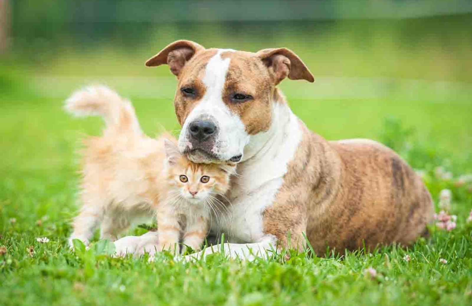 Cani e gatti vivono il doppio rispetto a 40 anni fa