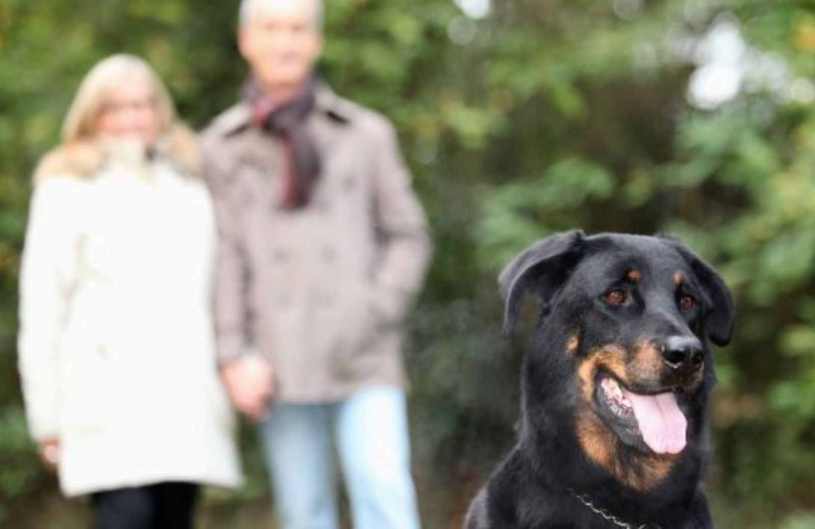 Come festeggiare la Festa dei nonni 2013 con l’aiuto degli animali