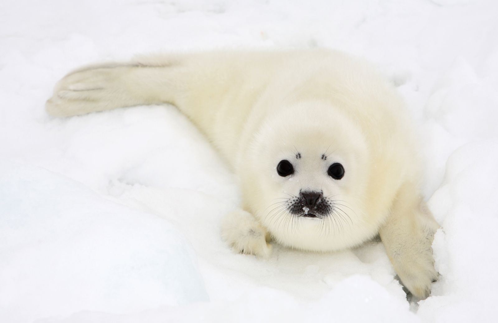 E’ ripartita la caccia ai cuccioli di foca 