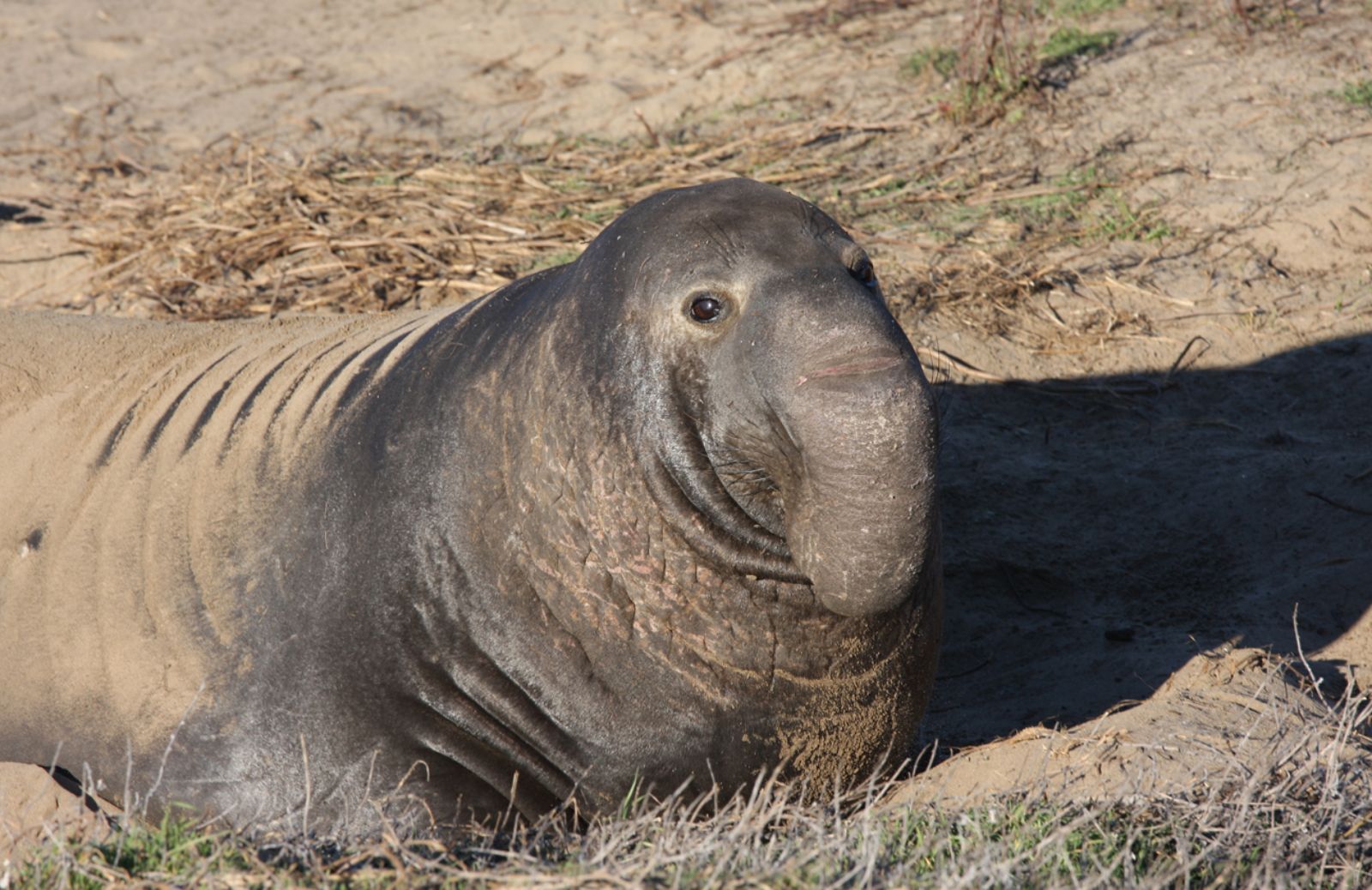 Foche elefante per capire l'Antartide 