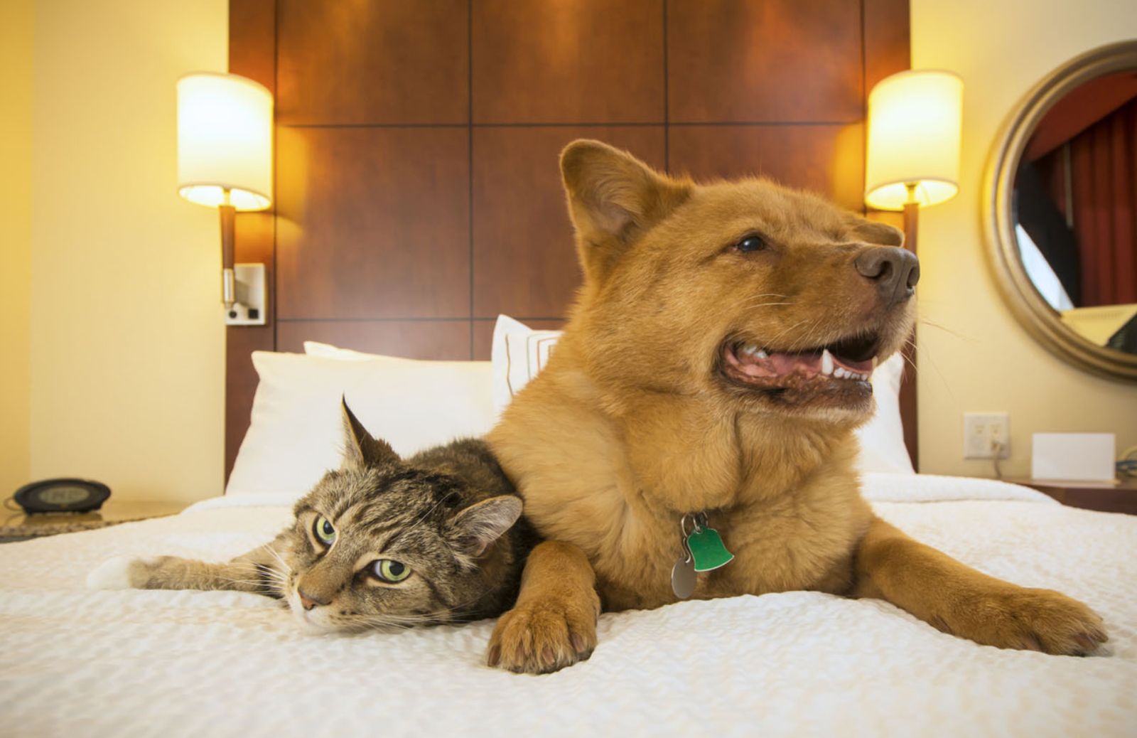 Hotel pet friendly: l'Italia è al top nella classifica mondiale