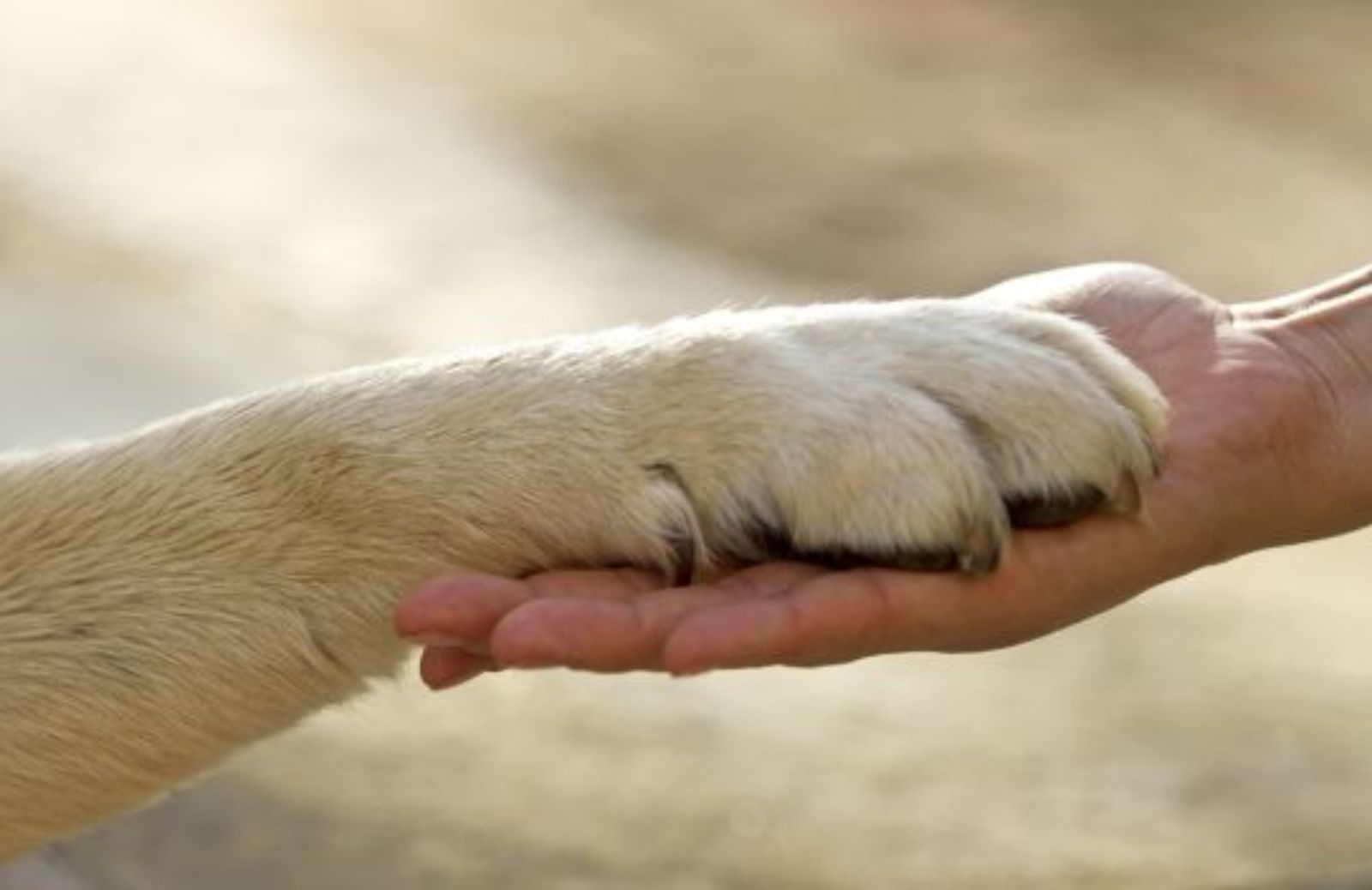 I cani riconoscono le foto dei padroni