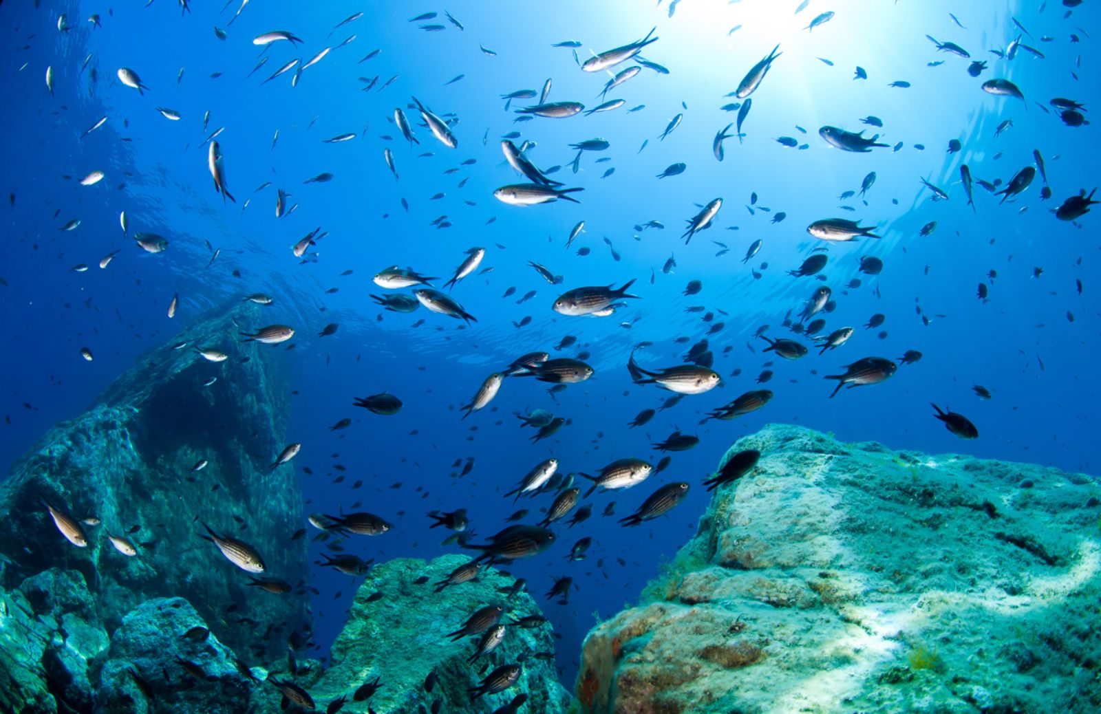 Il numero dei pesci in mare è superiore al previsto