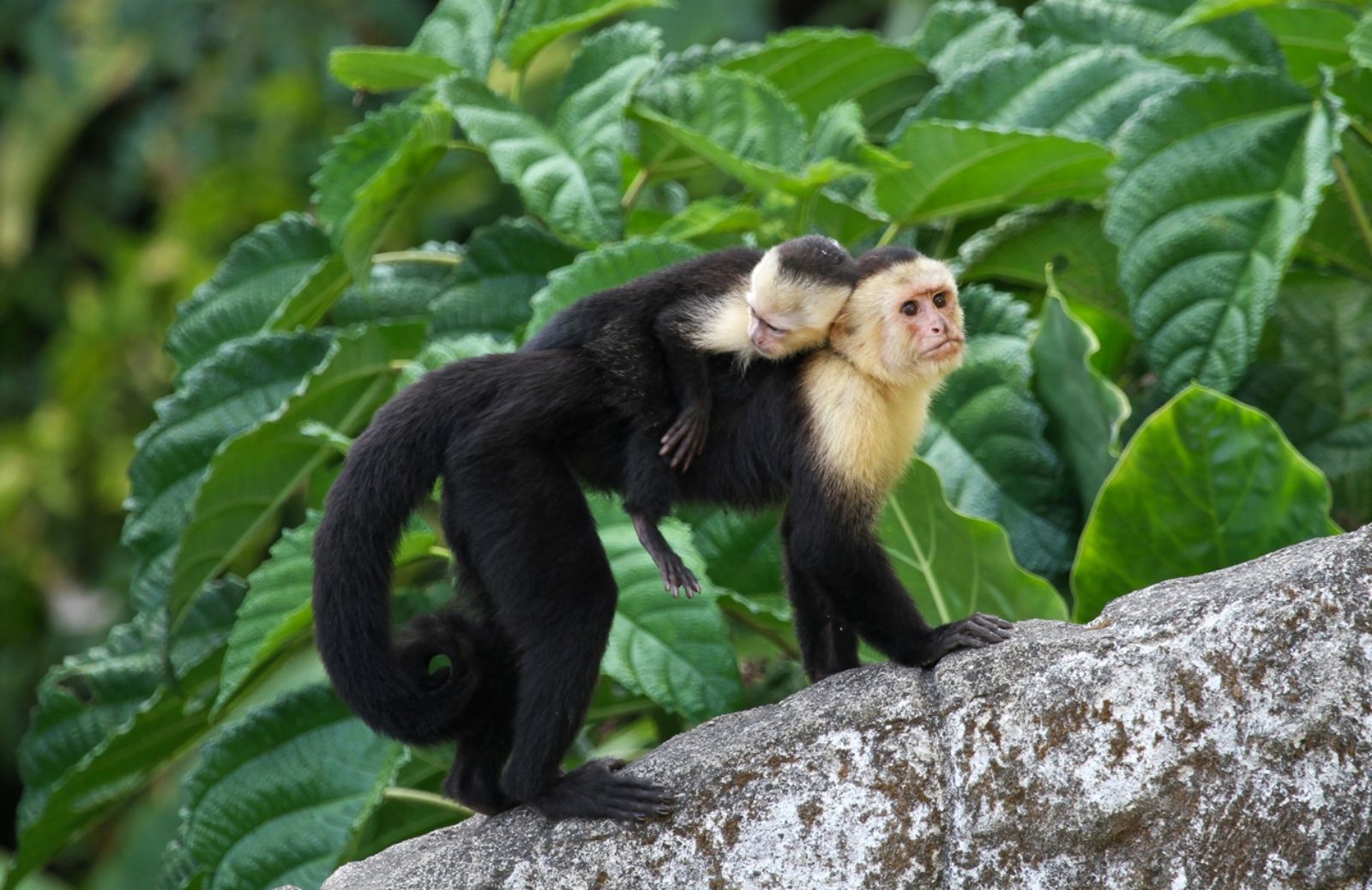 Il traffico di animali esotici vale 2 miliardi 