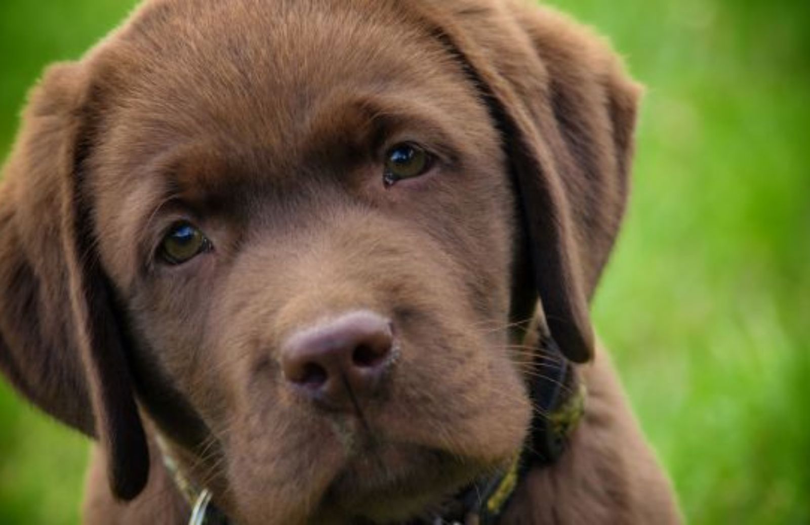 Il tuo cane si è evoluto per farti gli occhioni dolci