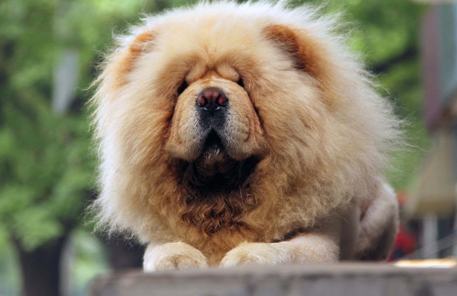 In Cina torna il festival della carne di cane 