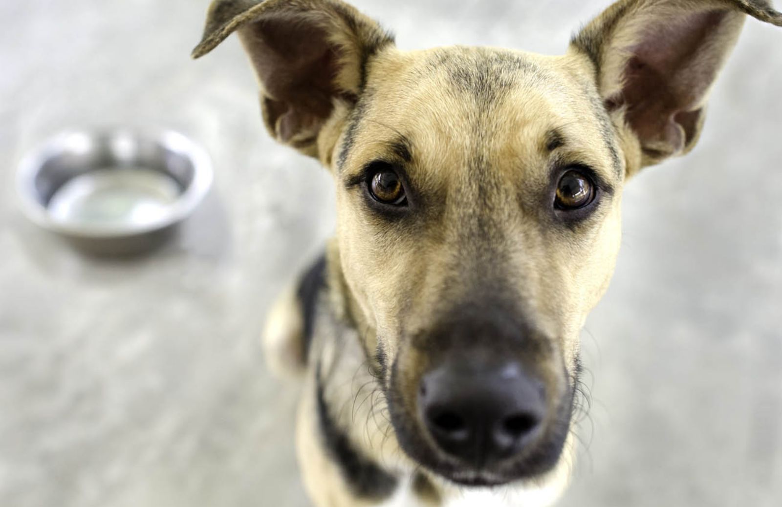 In Nuova Zelanda gli animali sono esseri senzienti