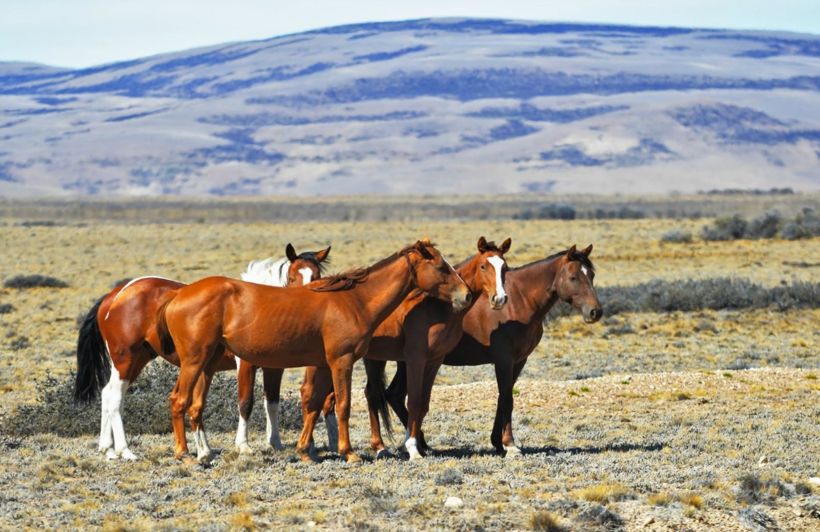 In Oregon stanno scomparendo i cavalli selvaggi