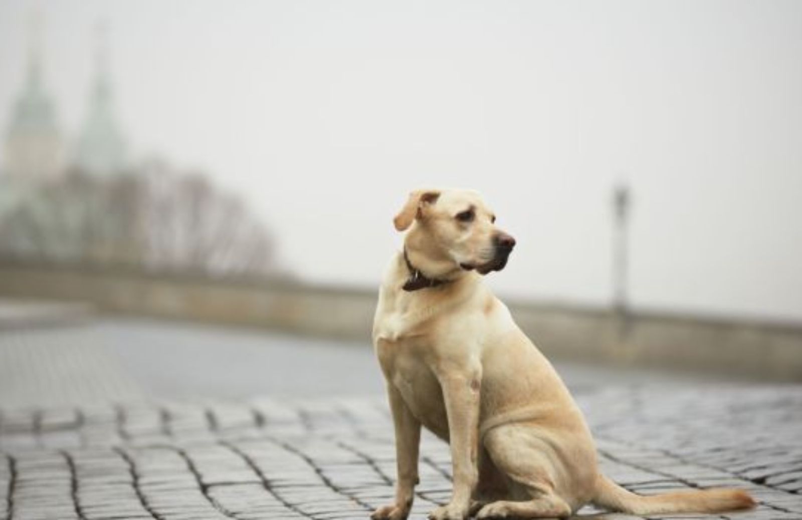 L'Hachiko boliviano: aspetta il suo padrone da cinque anni 