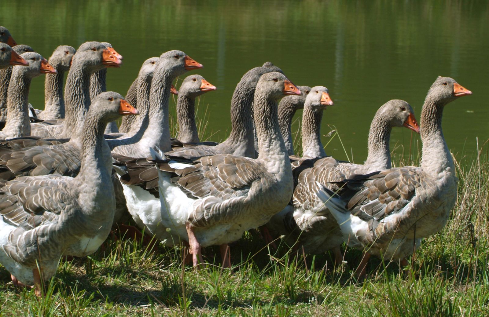 L’India mette al bando il foie gras