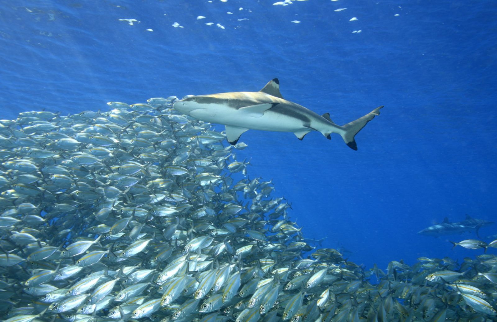 La rete salva squali e tartarughe marine 