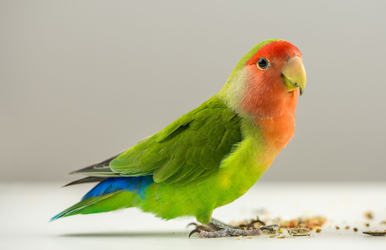 Pappagallini e specie aliene stanno invadendo l'Italia 